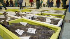 Foto de archivo de una subasta de merluza.