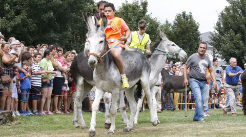 Este año fueron anotados para correr un total de 45 caballos, cinco menos que el año pasado