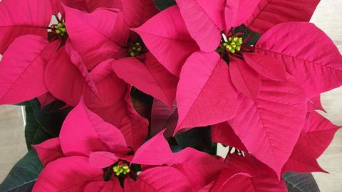 Flor de Pascua
