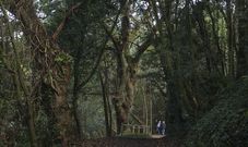  Candidatura do Carballo do Banquete de Conxo en Santiago de Compostela a �rbore Europea do ano 2022. 21/10/2021