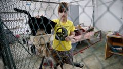 En busca de una vida digna para los gatos callejeros de Vigo