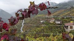 Actividades tur�sticas para el oto�o en la Ribeira Sacra