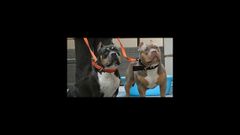 american bully