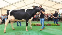 Barreiros realiza la primera subasta de ganado en Galicia