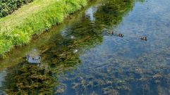 Plantas acuticas en el Cabe a la altura del Malecn, en el tramo urbano del ro