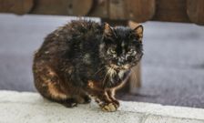 Imagen de un gato captada este s�bado a primera hora de la tarde en el Barrio Gross. 