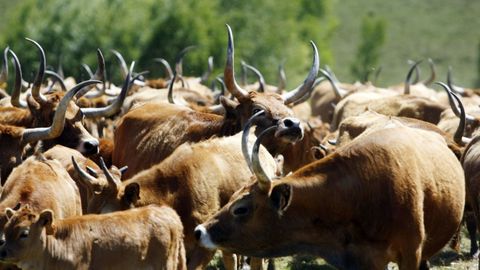 El hombre que perdi� la vida al caerle encima pacas de hierba ten�a una explotaci�n de vacas cachenas en O Furriolo