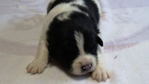 Abby, uno de los cachorros para los que BeneCane busca un hogar