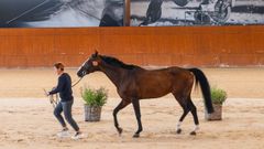 Instant�nea de una de las inspecciones previas a la celebraci�n del CSI A Coru�a en Casas Novas