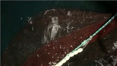 Un cerquero de Portos�n atrap� en sus redes una tortuga la�d