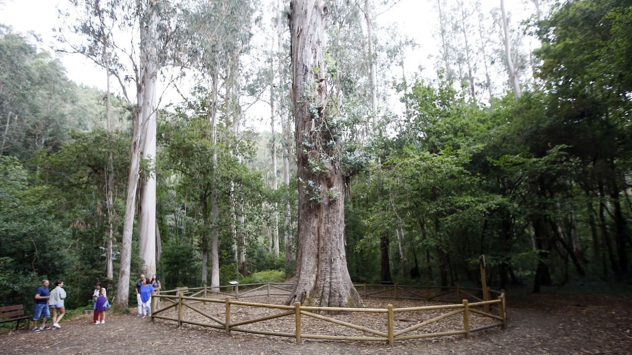 Perfilan un plan para recuperar el Souto da Retorta, en Viveiro, declarado monumento natural, que permanece cerrado