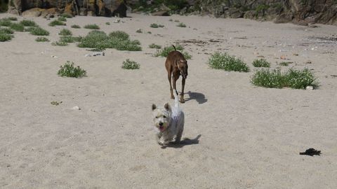 La playa canina de Bens, A Coru�a