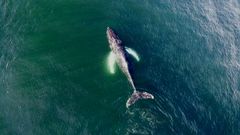 Avistamiento de una ballena jorobada durante el trabajo de campo que el IEO desarroll en el litoral del sur de Galicia