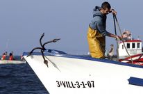 La flota arousana se despide hoy del trabajo en las zonas de libre marisqueo. 