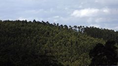 Monte de eucalipto en Xove (imagen de archivo)