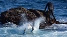 De las rocas de Muxa, los mejores manjares en forma de percebes