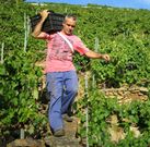 Vendimia en la ribera de Doade, una de las zonas del Sil de mejor maduraci�n. 