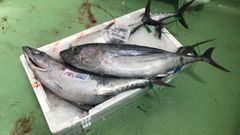 Primeros bonitos subastados en la lonja de Burela, adquiridos por Pescados Chavinesa, de Viveiro