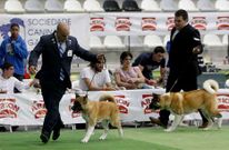 La exhibici�n se hab�a desarrollado el pasado a�o por vez primera tambi�n en el Lal�n Arena.