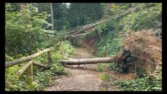 Imagen con la que los ecologistas denunciaron el impacto de la tala realizada hace un a�o