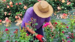 Germn Montoya, copropietario de La Flor del Agua, podando algunas plantas de rosa en su finca de Trubia.