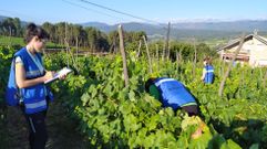 Inspectores de la D.O. Ribeiro