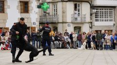 Exhibici�n de adiestramiento canino en la Plaza Mayor
