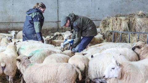 El pr�ncipe Guillermo, entre ovejas