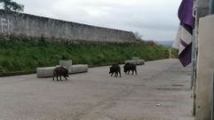 Jabal�es en el barrio de Covadonga