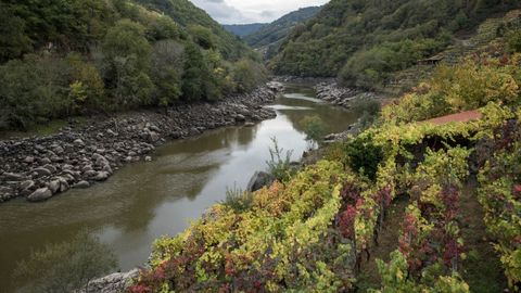 El cauce menguado del Mi�o corre al pie de las vi�as en Chantada 