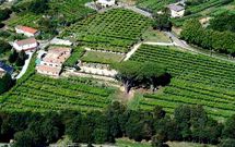 <span lang= es-es >Cuatro hect�reas en el coraz�n rosaleiro</span>. Quinta de Couselo, de gran tradici�n familiar, produce entre 50.000 y 80.000 litros al a�o en sus tres hect�reas de vi�edos y tiene un pazo del a�o 1800.