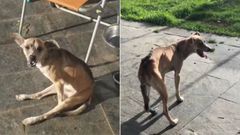 El peque�o Dylan, antes (cuando no pod�a mover las patas traseras) y despu�s de los cuidados veterinarios de Mundo Vivo