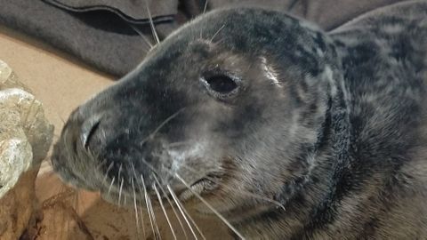 La cr�a de foca gris hallada en Gij�n