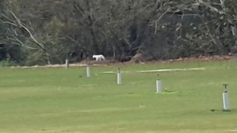 El animal avistado por un vecino de Los Barrios.