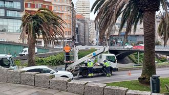 Talan las palmeras de Santa Luc�a, afectadas por el picudo rojo.
