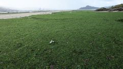 Toneladas de algas se acumulan en las playas de la r�a de Pontevedra empujadas por el temporal a la costa, Lourido en la foto