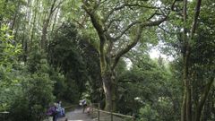 El proyecto tambi�n incidir� en el Bosque do Banquete de Conxo