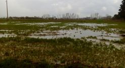 Cientos de fincas de A Limia est�n inundadas tras las intensas lluvias. 