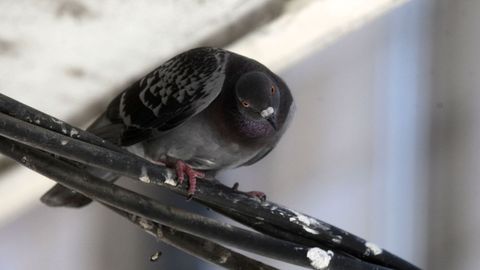 Imagen de archivo de una paloma en Monforte