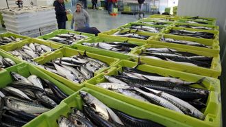 Foto de archivo de xarda en Ribeira, un pescado del que tambin dependen empresas frigorficas y de transformacin, entre otras
