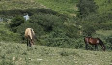 Caballos pastando cerca del l�mite de Mondo�edo y A Pastoriza.