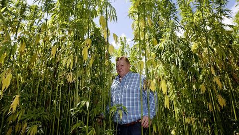 No es lo que parece.Una cooperativa que cultiva cannabis para uso industrial en Palas de Rei.