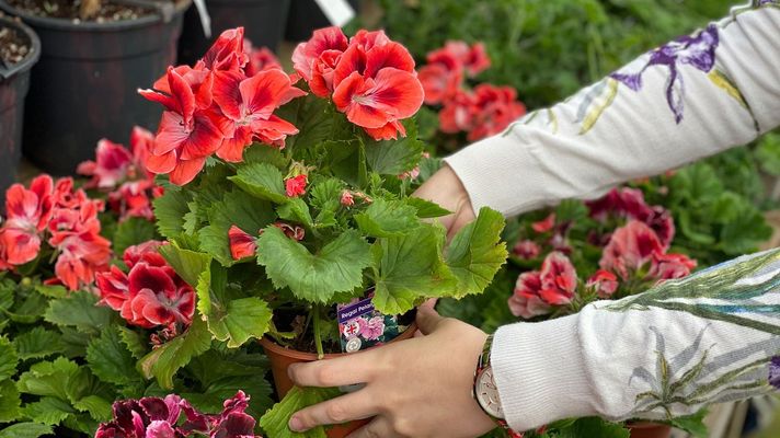 El gernaio precisa mcuidados distintos en cada �poca del a�o