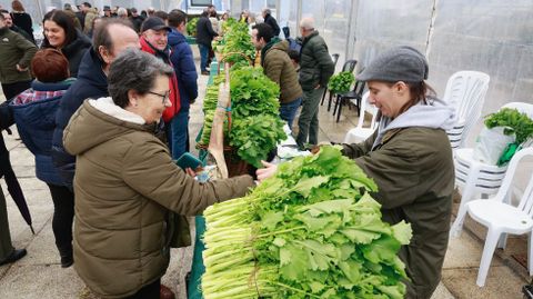 Exposici�n y venta de grelos bajo la carpa habilitada en la Praza de Am�rica.