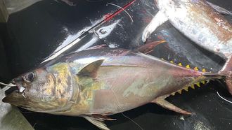 At&uacute;n patudo capturado en abril del 2026 por el palangrero de superficie Escualo Cuatro. El pez hab&iacute;a sido marcado en un programa de la Comisi&oacute;n Internacional de Conservaci&oacute;n del At&uacute;n Atl&aacute;ntico (Iccat) en agosto del 2016.