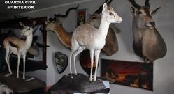 Animales disecados incautados en Tui