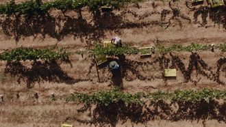 Vendimia en&nbsp;adega Valdesil en Corgomo, en Valdeorras, el martes 18 de agosto.