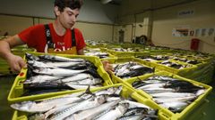 <span lang= gl >A industria pesqueira � actualmente un dos motores econ�micos de Viveiro</span>