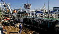 La flota cefalopodera gallega regres� de Mauritania hace justo un a�o.