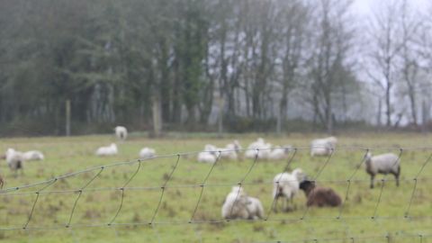 El ganado ovino est� incluido en el plan de ayudas de la Diputaci�n. 
